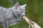 Chartreux kitten