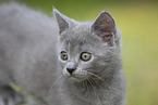 Chartreux Portrait