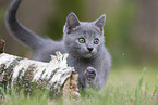 Chartreux kitten