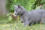 Chartreux kitten