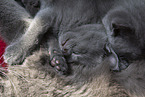 Chartreux kitten