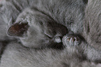 Chartreux kitten