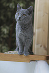 Chartreux kitten