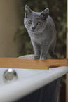 Chartreux kitten