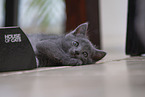 Chartreux Kitten