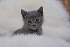 Chartreux Kitten