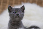 Chartreux Kitten