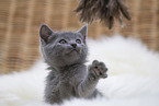 Chartreux Kitten