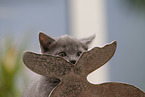 Chartreux Kitten