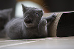 Chartreux Kitten