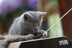 Chartreux Kitten