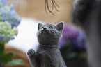 Chartreux Kitten