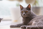 lying Chartreux