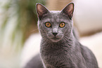 Chartreux