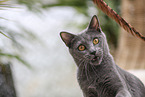 Chartreux