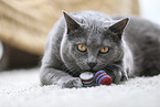 Chartreux