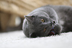 Chartreux