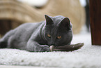 Chartreux