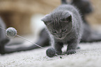 Chartreux Kitten