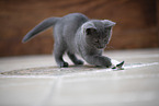 Chartreux