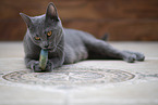 Chartreux