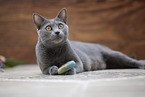 Chartreux