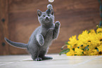 Chartreux