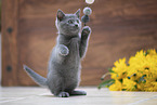 Chartreux