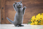 Chartreux