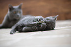 Chartreux