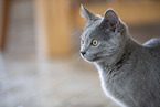 Chartreux