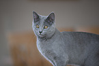 Chartreux