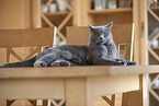 Chartreux