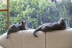 Chartreux