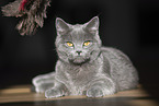 Chartreux