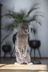 Chartreux