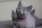 Chartreux kitten