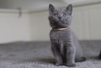 Chartreux kitten