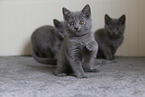 Chartreux kitten