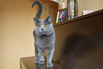 Chartreux
