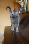Chartreux