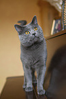 Chartreux