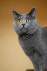 Chartreux