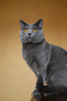 Chartreux