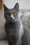 Chartreux