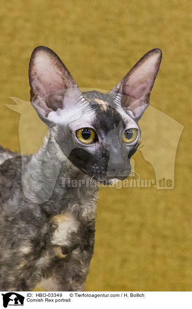 Cornish Rex portrait / HBO-03349