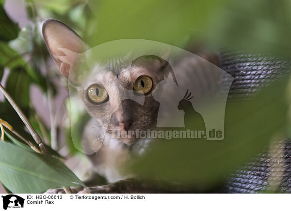 Cornish Rex / HBO-06613
