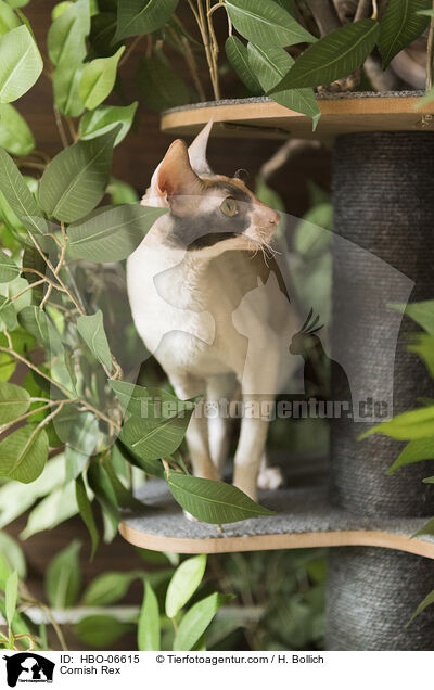 Cornish Rex / Cornish Rex / HBO-06615