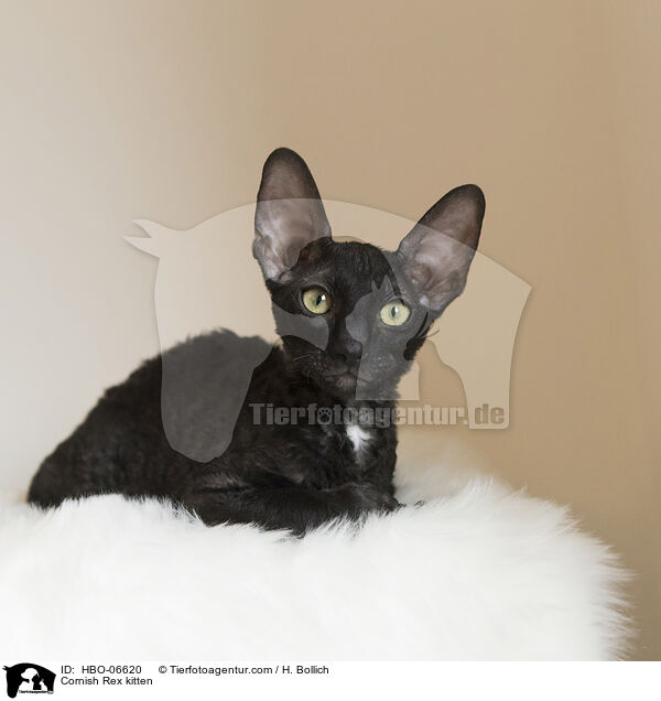 Cornish Rex kitten / HBO-06620