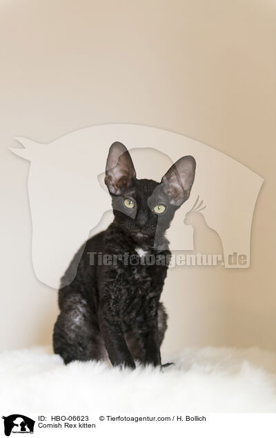 Cornish Rex kitten / HBO-06623